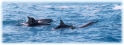 Dolphins, Maui Hawaii